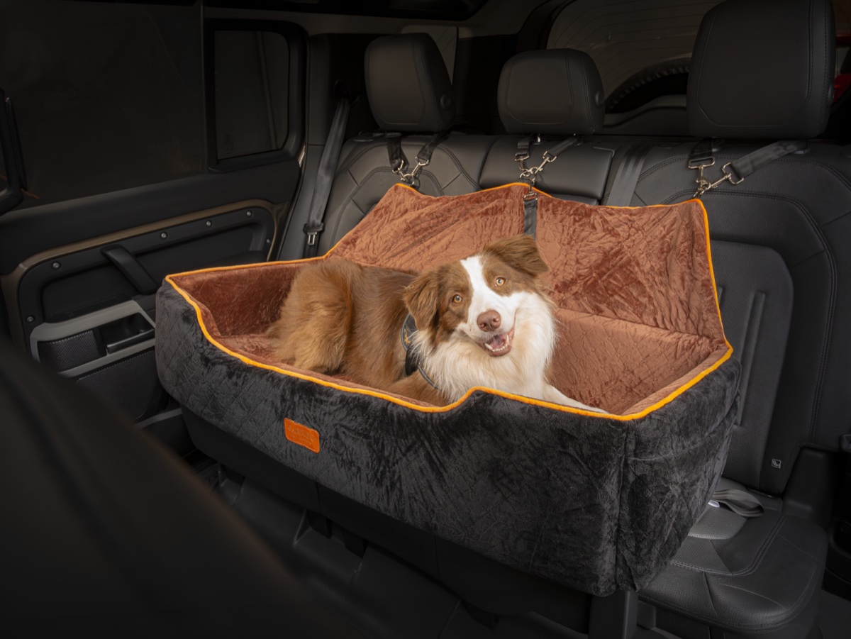 Border Collie sorrindo no assento G preto e marrom