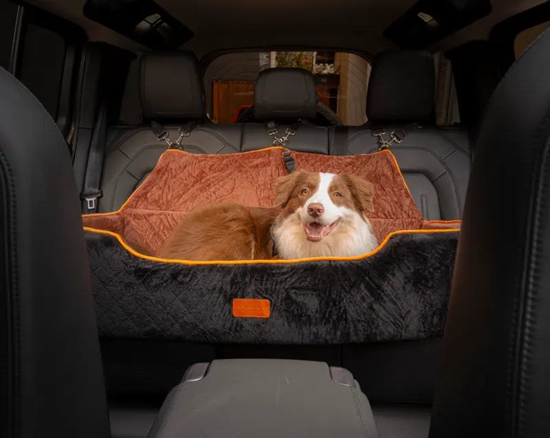 Border Collie visto de frente entre os bancos