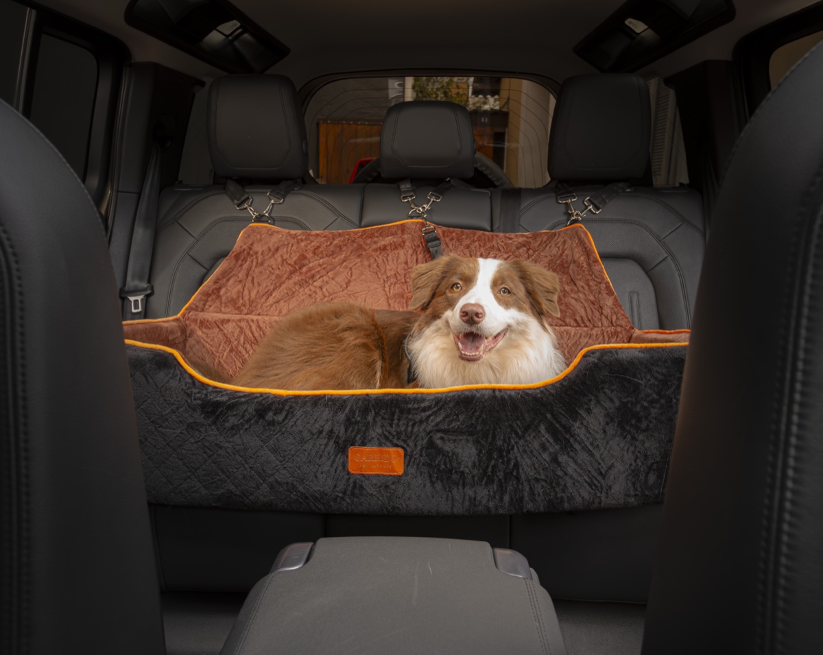 Border Collie visto de frente entre os bancos