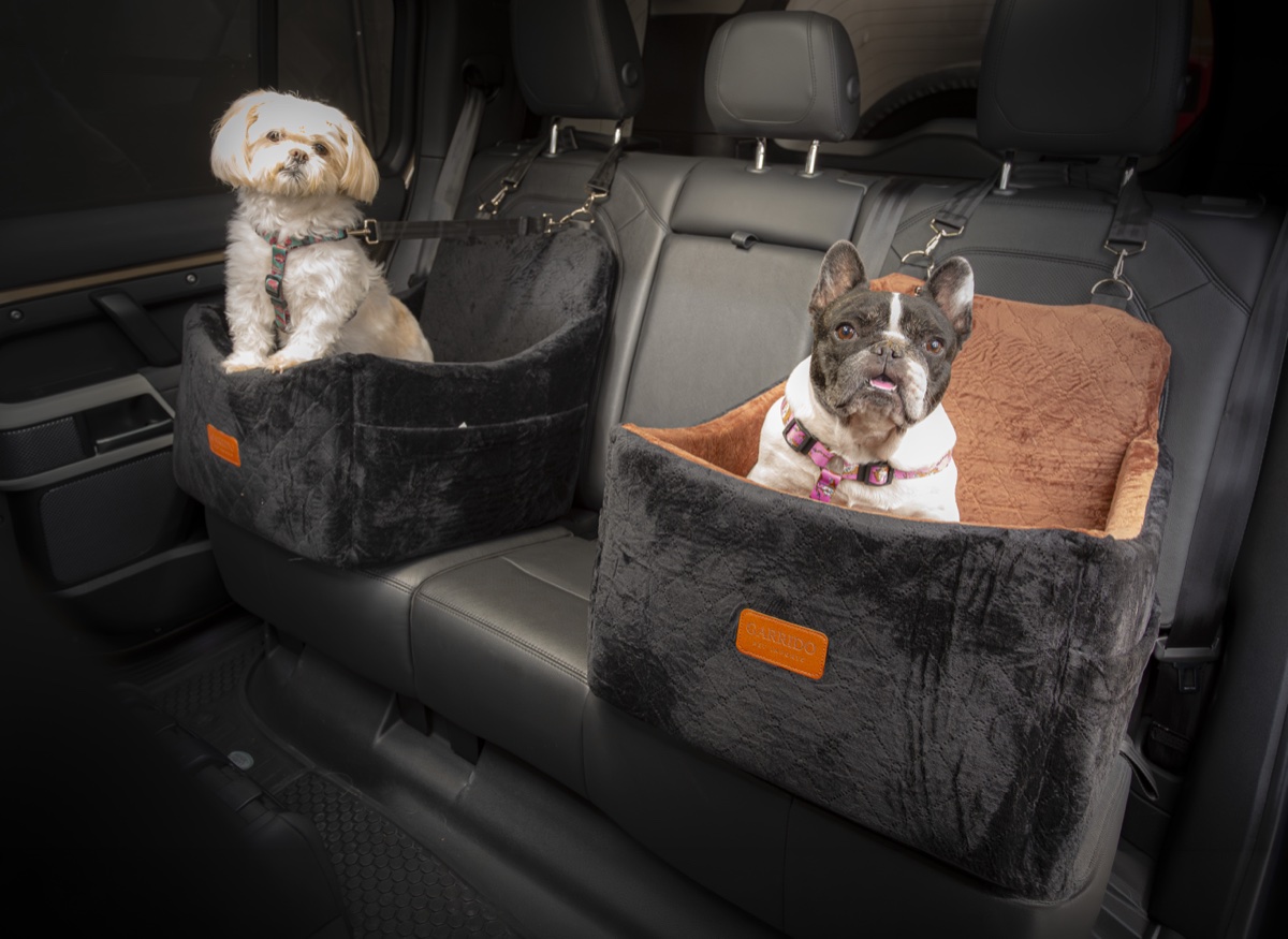 Dois pets lado a lado nos assentos P e G