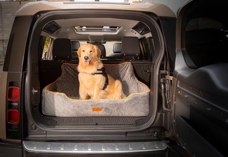 Golden Retriever no assento G cinza no porta-malas