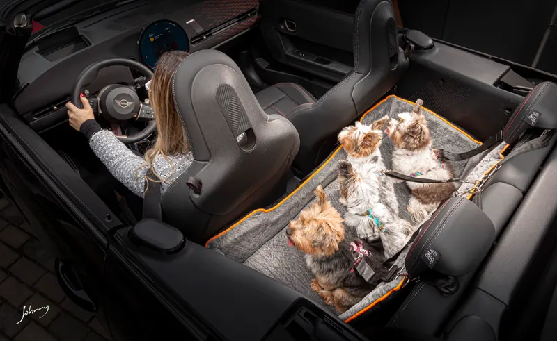 Yorkshires no assento G cinza dentro do Mini Cooper