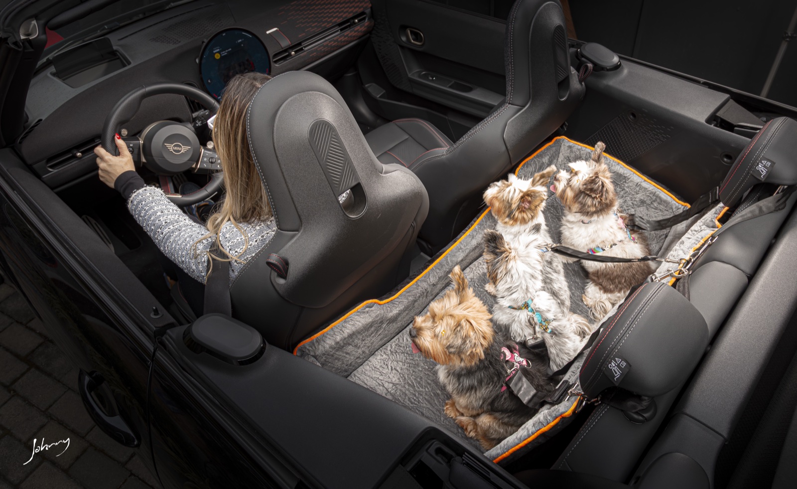 Yorkshires no assento G cinza dentro do Mini Cooper