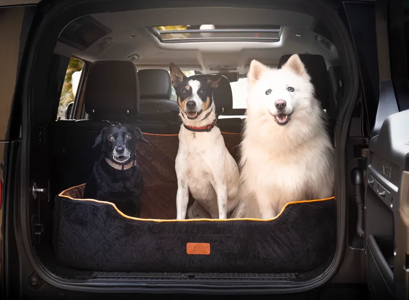 Três cães no assento G preto e marrom no porta-malas