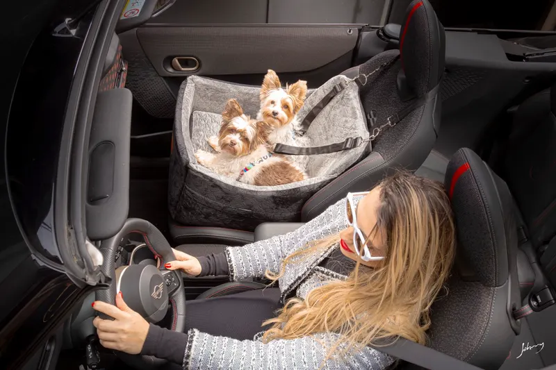 Yorkies no assento visto de cima com motorista