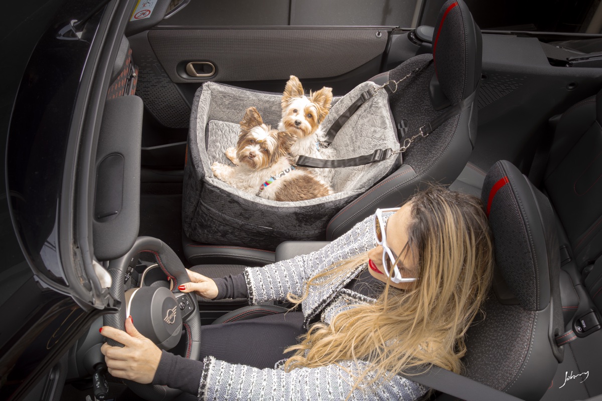 Yorkies no assento visto de cima com motorista