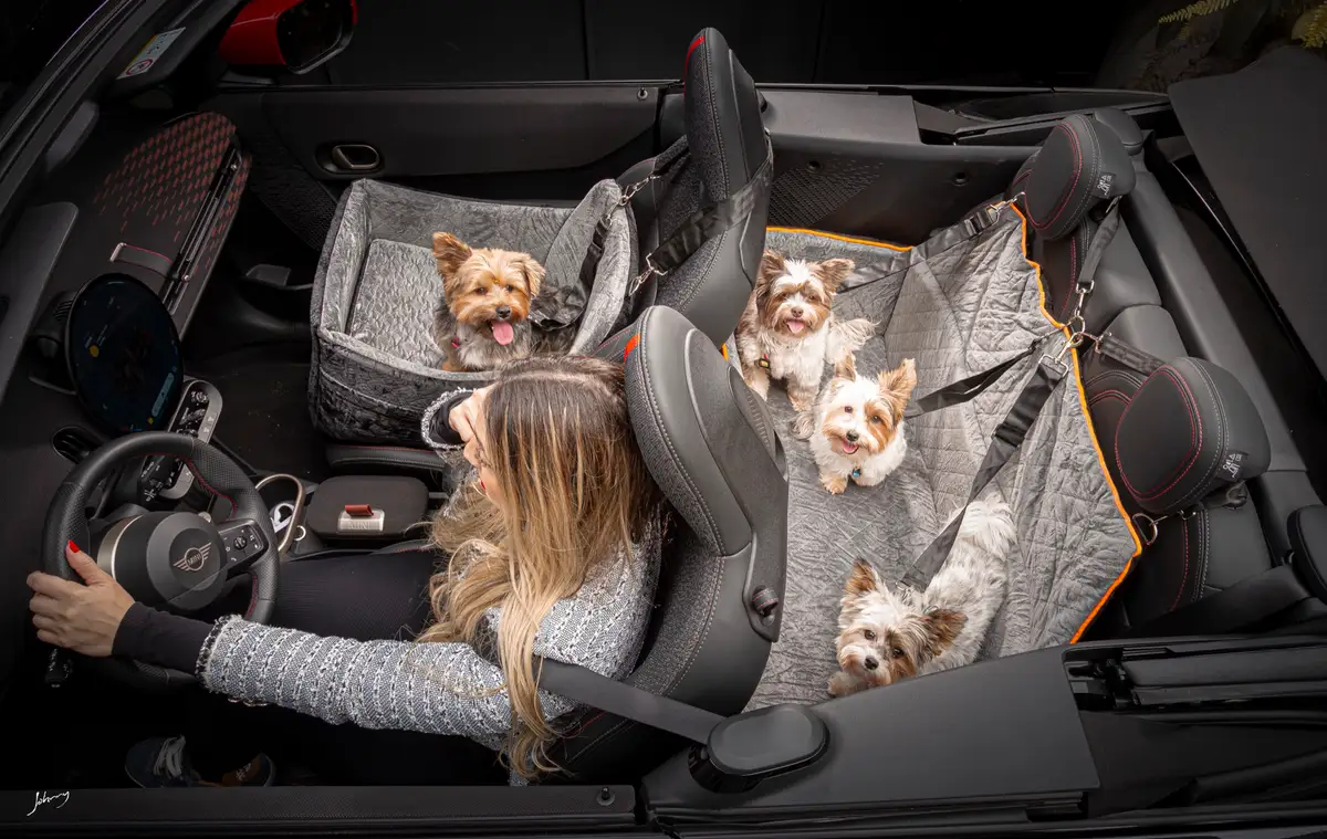 Assento Garrido com pets dentro do carro