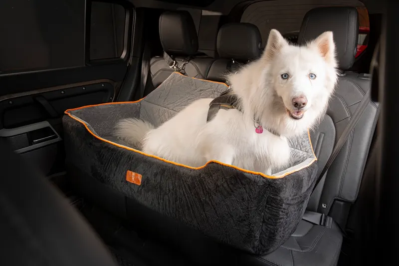 Samoieda dentro do assento Garrido tamanho G