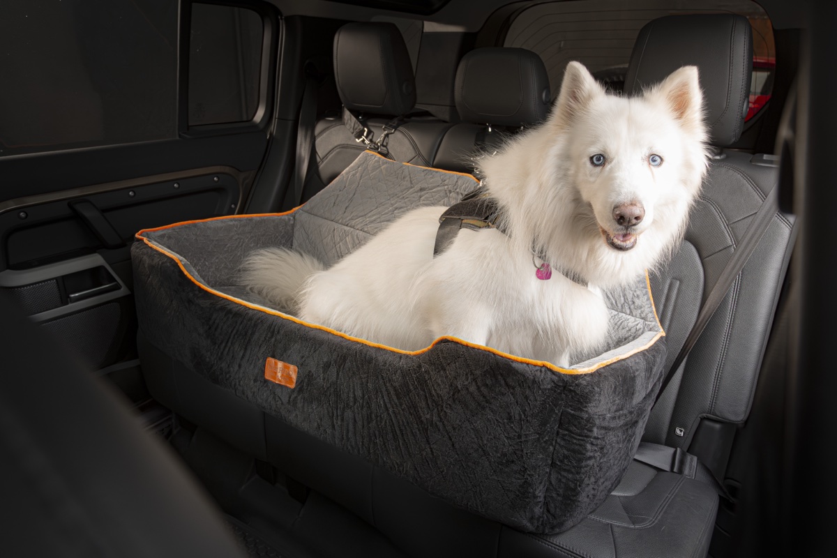 Samoieda dentro do assento Garrido tamanho G