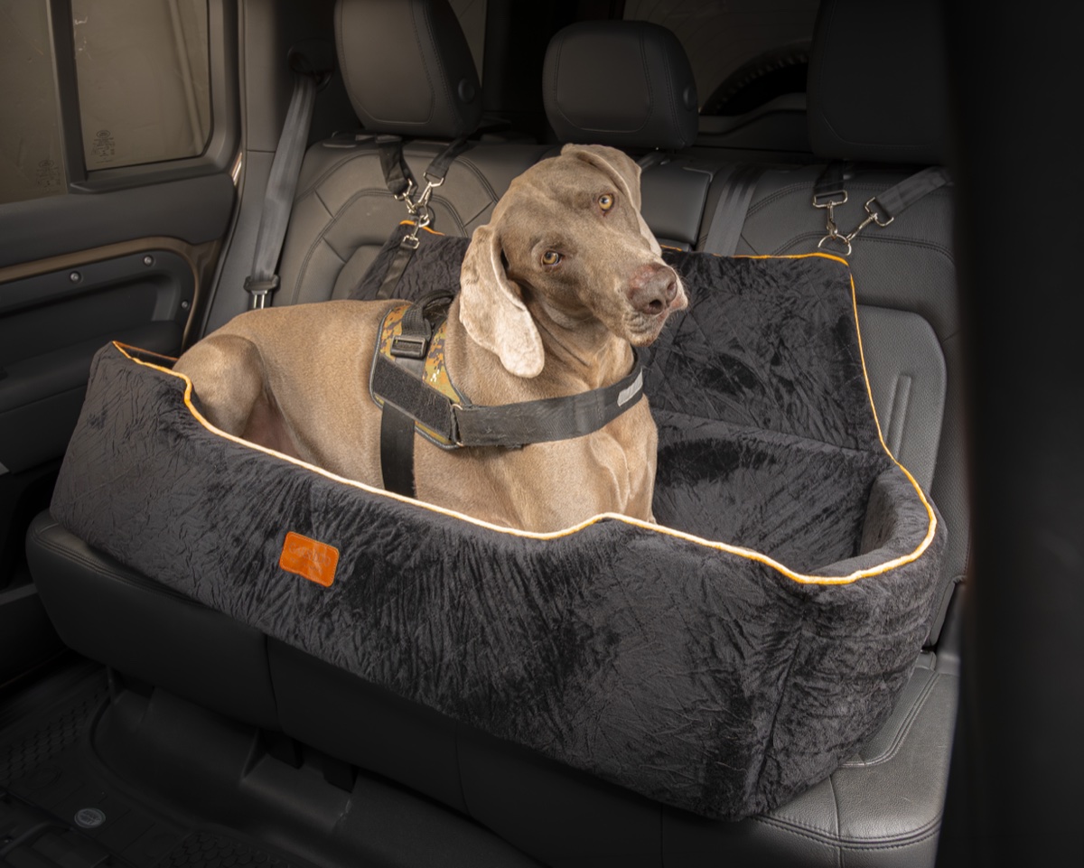 Weimaraner dentro do assento Garrido tamanho G