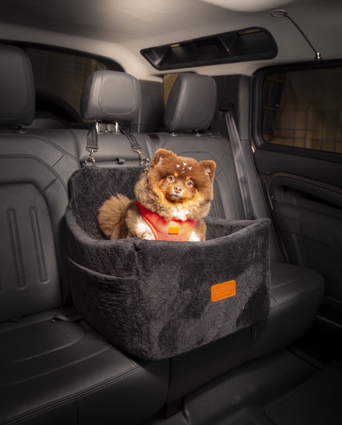 Spitz dentro do assento Garrido tamanho P